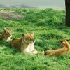 放し飼いされているライオンは基本的にくつろいでいて、あまり動かない。