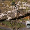 園内には桜が咲き始めていた。運行再開は早くとも2019年ごろになるという。