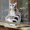 ワオキツネザルの母親と赤ちゃん　(c) 埼玉県こども動物自然公園