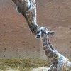 キリンの母親と赤ちゃん　(c) 埼玉県こども動物自然公園