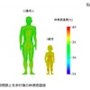 60分間路上を歩行後の体表面温度（成人男性と幼児）