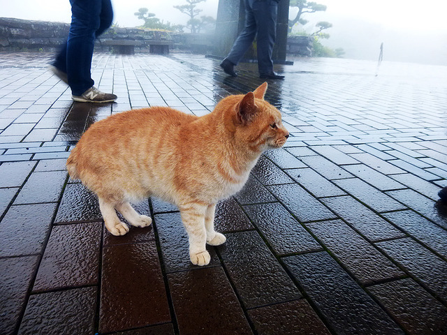 SASEBOクルーズバス『海風』で雨の弓張岳展望台へ。ここを知り尽くす“地ネコ”も「きょうはまったく見えないねこりゃ」と……!?