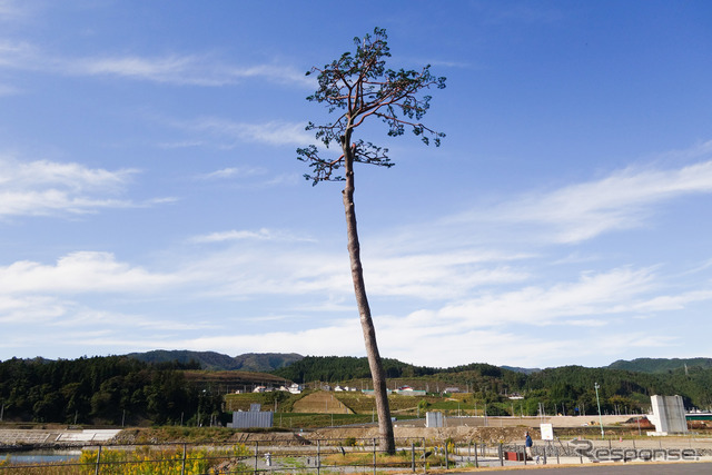 福島県南相馬市と並んで知られる“奇跡の一本松”。枯死したため伐採し、防腐処理を施したうえで元の場所に戻された。