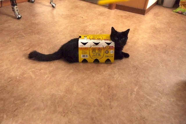 猫×缶ビールケース／『猫なんかよんでもこない。』（C）2015「猫なんかよんでもこない。」製作委員会