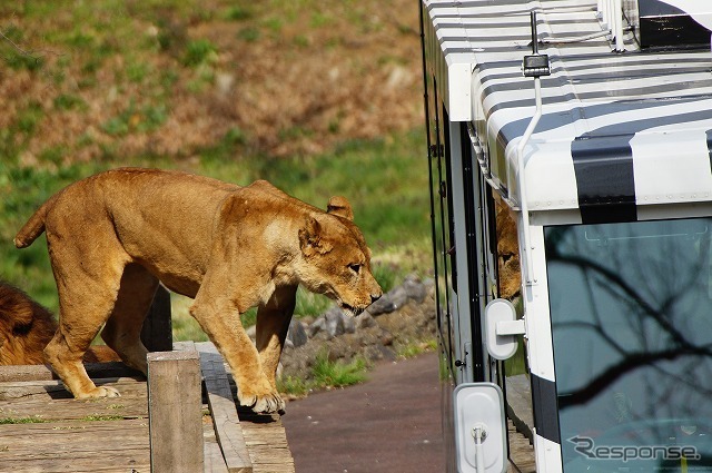 百獣の王、ライオンをガラス越しではあるが間近に見られるというのがコンセプト。