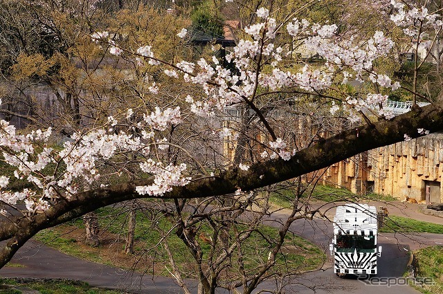園内には桜が咲き始めていた。運行再開は早くとも2019年ごろになるという。