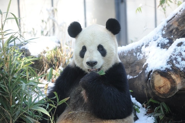 ジャイアントパンダ　(c) 公益財団法人東京動物園協会