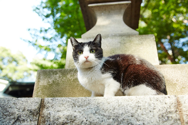 チン／『猫なんかよんでもこない。』 - (C) 2015「猫なんかよんでもこない。」製作委員会