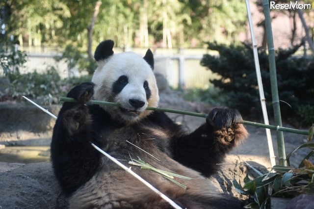 ジャイアントパンダのリーリー　写真：（公財）東京動物園協会