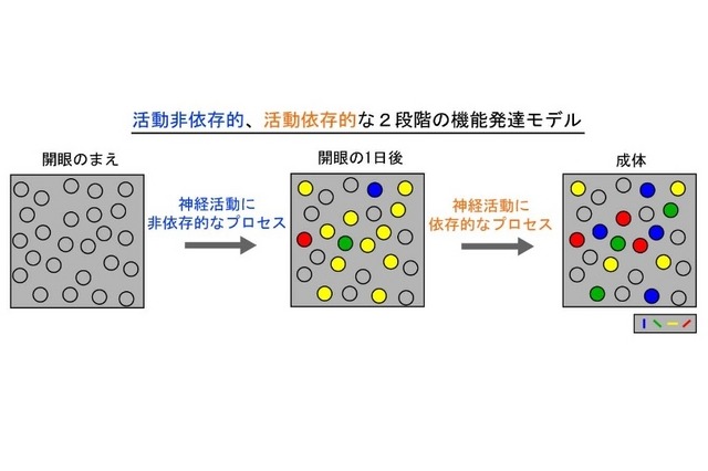 活動非依存的、活動依存的な2段階の機能発達モデル