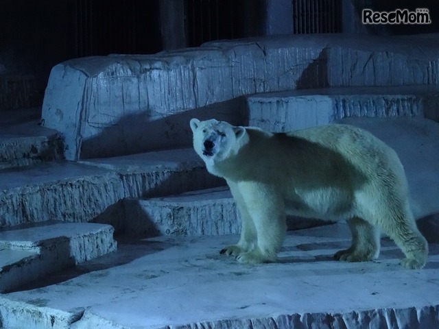 天王寺動物園「ナイトZOO」（写真提供：天王寺動物園）