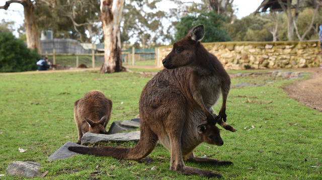 動物園や、また街から離れると自然のカンガルーも多く見かける