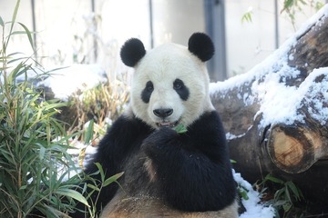 「ほっと」な魅力満載、冬の動物園・水族館…上野動物園など 画像