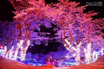 都心から1時間、さがみ湖夜桜イルミネーション3/18-4/10 画像