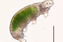 記録更新、30年冷凍保存された「クマムシ」お目覚め…繁殖成功 画像