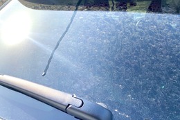 ［夏のメンテナンス］虫対策の必須アイテムを使って夏のドライブが快適に！ 画像
