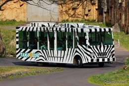 約50年親しまれた多摩動物公園のライオンバス、運行休止に 画像