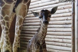 キリンとワオキツネザルの赤ちゃん誕生、こども動物自然公園…名前投票も 画像