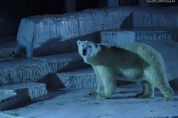 【夏休み2016】ナイトズー＆夜の水族園、関東・関西おすすめ8施設 画像