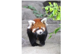 赤ちゃんレッサーパンダ「ティアラ」公開…神戸市立王子動物園 画像