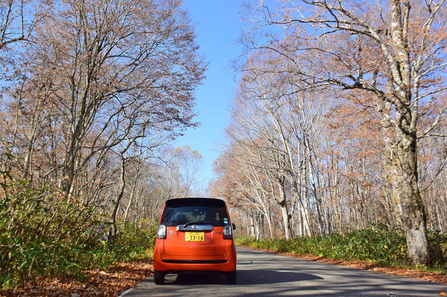 尾瀬近くのブナ林を行く。