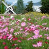 勝沼には旅日記というハーブ園も。入園無料で綺麗な花を存分に鑑賞できる。