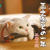 「猫侍カレンダー　玉之丞との一年二〇一六」　(C)2015「続・猫侍」製作委員会