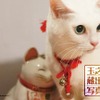 DVD特典「玉之丞さま蔵出し写真集 其の弐」　(C)2015「続・猫侍」製作委員会