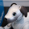 モデルチェンジしてより可愛らしくなったaibo