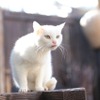 スペシャルドラマ「猫侍 玉之丞、江戸へ行く」(C)2016「猫侍SP」製作委員会　