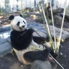 ジャイアントパンダのシンシン　写真：（公財）東京動物園協会