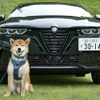 アルファロメオ トナーレ イブリダ ヴェローチェ