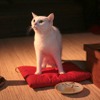 「猫侍 いやし猫DVD まるっと玉之丞」未公開写真　ー(C)2016「猫侍SP」製作委員会