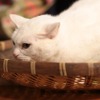 「猫侍 いやし猫DVD まるっと玉之丞」未公開写真　ー(C)2016「猫侍SP」製作委員会