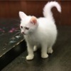 「猫侍 いやし猫DVD まるっと玉之丞」未公開写真　ー(C)2016「猫侍SP」製作委員会