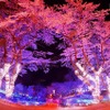 さがみ湖イルミリオン―夜桜イルミネーション