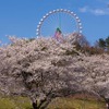 起伏に富んだ地形を活かし、見下ろすことも見上げることもできるように桜が植えられている