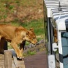 百獣の王、ライオンをガラス越しではあるが間近に見られるというのがコンセプト。