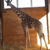 キリンの父親「フジマル」　(c) 埼玉県こども動物自然公園