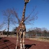 キリンの母親「リン」　(c) 埼玉県こども動物自然公園