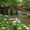 初夏の紫陽花。境内では四季折々の花が楽しめる