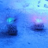 「KAWAII 不思議 AQUARIUM ～ピンクの森と青い海～」