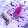 「KAWAII 不思議 AQUARIUM ～ピンクの森と青い海～」