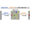 活動非依存的、活動依存的な2段階の機能発達モデル