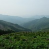 九州山地の奥部。林業は崩壊状態だが、治山のために定期的に伐採、植林されている。