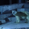 天王寺動物園「ナイトZOO」（写真提供：天王寺動物園）