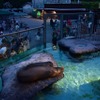 上野動物園「アシカ・アザラシ」　(c) 公益財団法人東京動物園協会