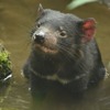 多摩動物公園「タスマニアデビル」　(c) 公益財団法人東京動物園協会