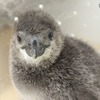プールデビューめざして頑張れ！「ふうりん」