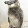プールデビューめざして頑張れ！「ふうりん」
